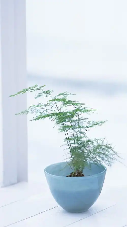 文竹精美图片欣赏