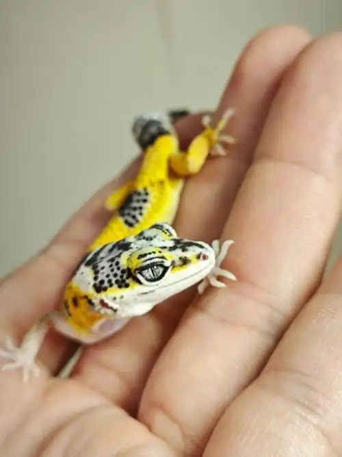 豹纹##豹纹守宫