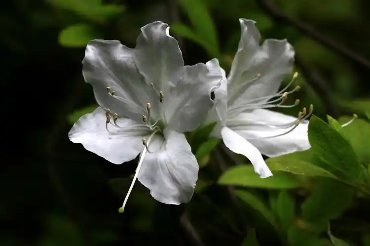 白花杜鹃杜鹃花科杜鹃花属