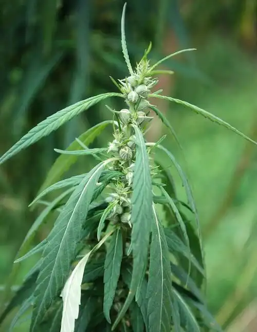 火麻仁,始载于《本经》,原名麻子.桑科植物大麻cannabis sativa l.