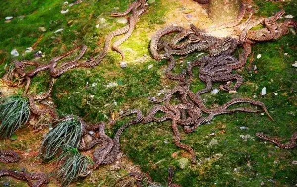 十大恐怖蛇岛:遍地巨蟒无人踏足