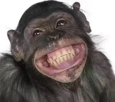 猩猩gif龇牙gif开心gif笑了gif