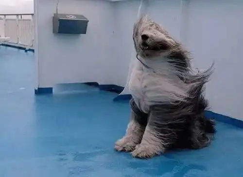 连续三天运城7级妖风来袭所有人都被春风虐哭了