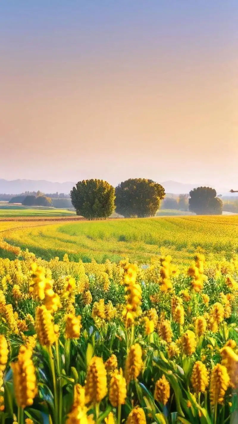 壁纸推荐91 清爽护眼,唯美田园风