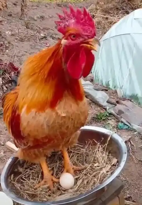 公鸡打鸣时想起个笑话,笑出猪叫声