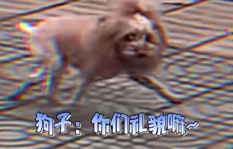 主人严禁萨摩耶和黑狗谈恋爱却遭全网质疑直到网友这婚事我不同意