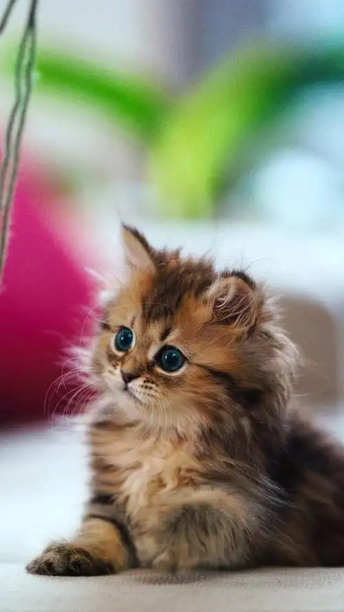 卖萌的小猫图片可爱喵星人手机壁纸