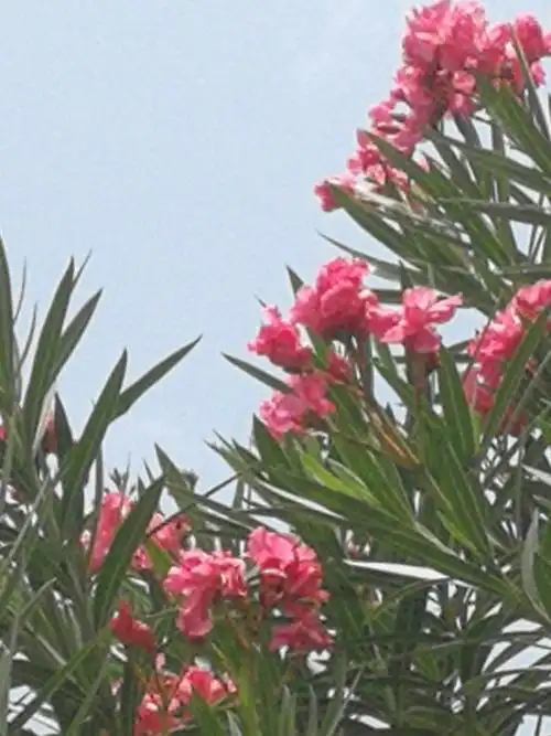 七绝 柳桃花开迎客来