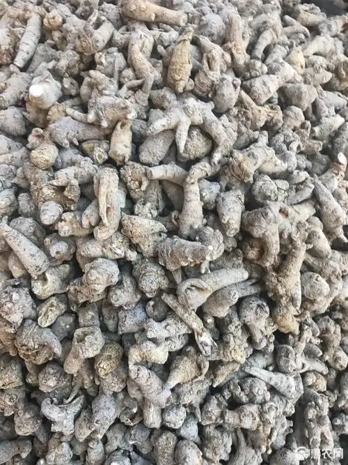 [野三七批发]三七价格80元/斤 - 惠农网触屏版