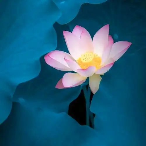 佛系唯美头像图片 高清好看能做微信头像的禅意图片_微信头像_头像屋