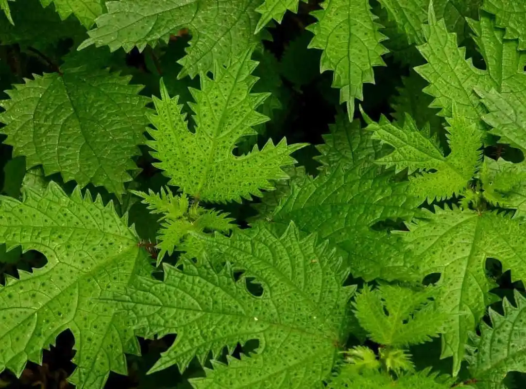 火麻草你真的了解吗?火麻草知识科普