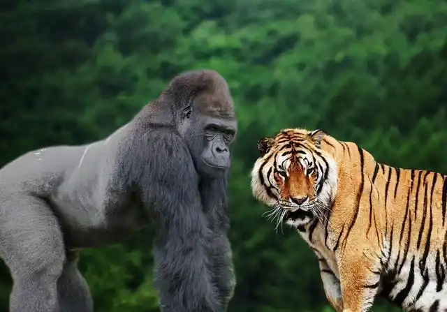 当银背大猩猩遇上东北虎,两大王者相遇,谁才是真正的王者呢?