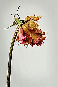 两个,老年妇女,远足,摄影热,浓咖啡,木桌子插花鲜花凋谢特写,水,罐