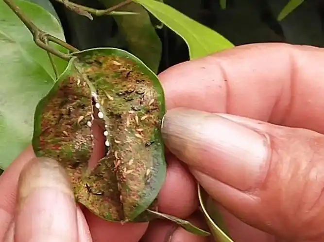 东增路垂榕柱受到蓟马危害