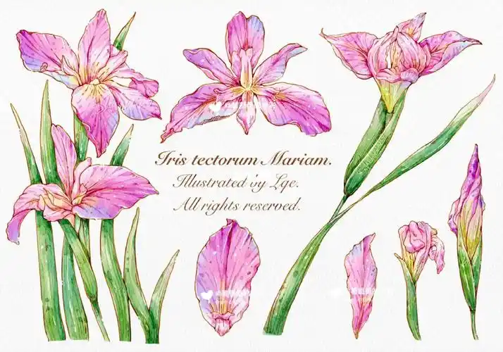 ipad水彩花卉练习7/100|鸢尾花