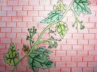 会爬的植物简笔画幼儿爬山虎