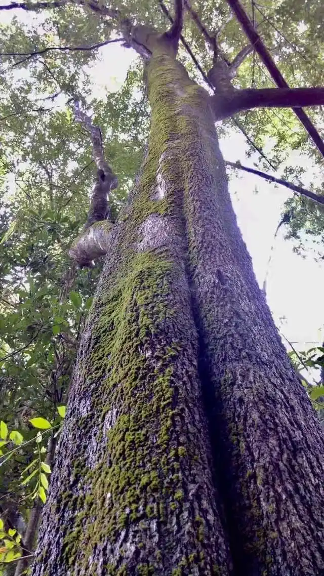 红木家具大红酸枝值得买吗?看完介绍,我直接改主意