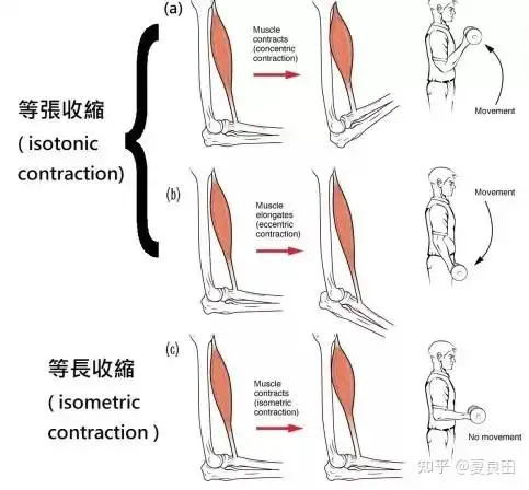 所谓的向心收缩,指的是主动肌肌肉缩短的动作过程,也就是大家在训练