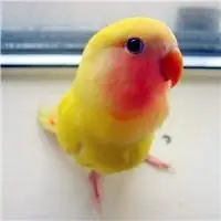 一只会学人说话的鸟,头像鹦鹉图片-可爱头像