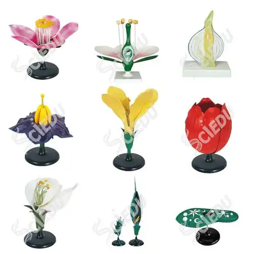 3206-7 学校生物教学植物苹果花模型