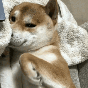 秋田犬和柴犬傻傻分不清楚