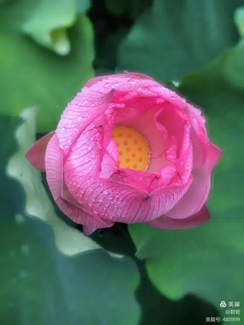 带着露珠的荷花漂亮