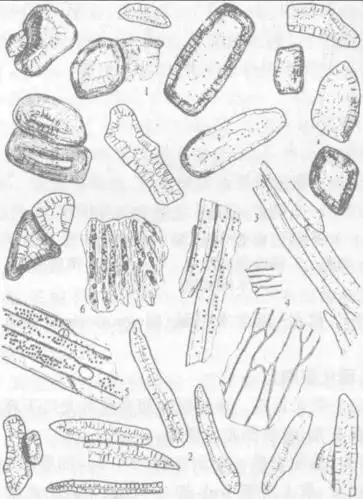 中药黄连简笔画