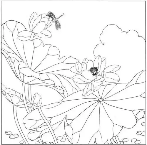 白描素材,高清荷花50副