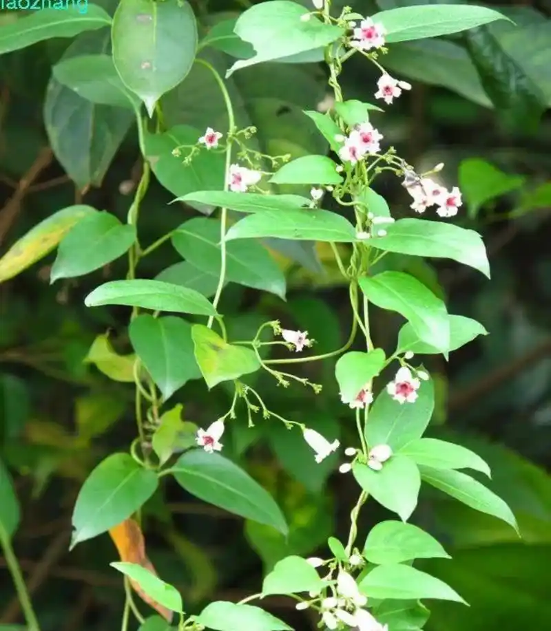《鸡屎藤》味道难受但功效好