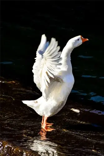 黄花城路边观景台还有山沟沟里的大白鹅