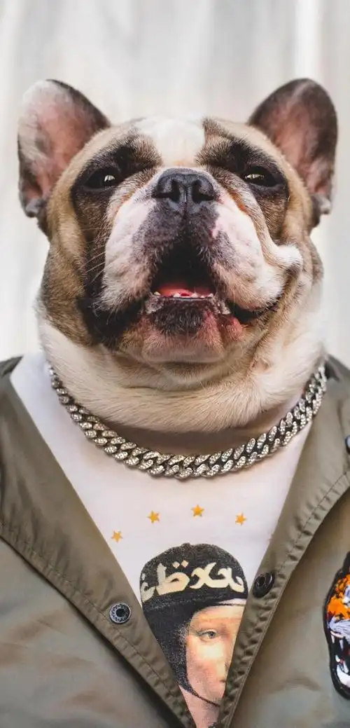 超级活泼可爱的法兰西斗牛犬,动物-手机壁纸