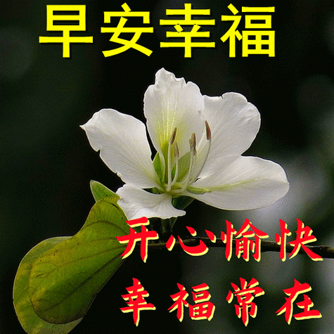 免打字的友谊春天早安问候语图片带字温馨