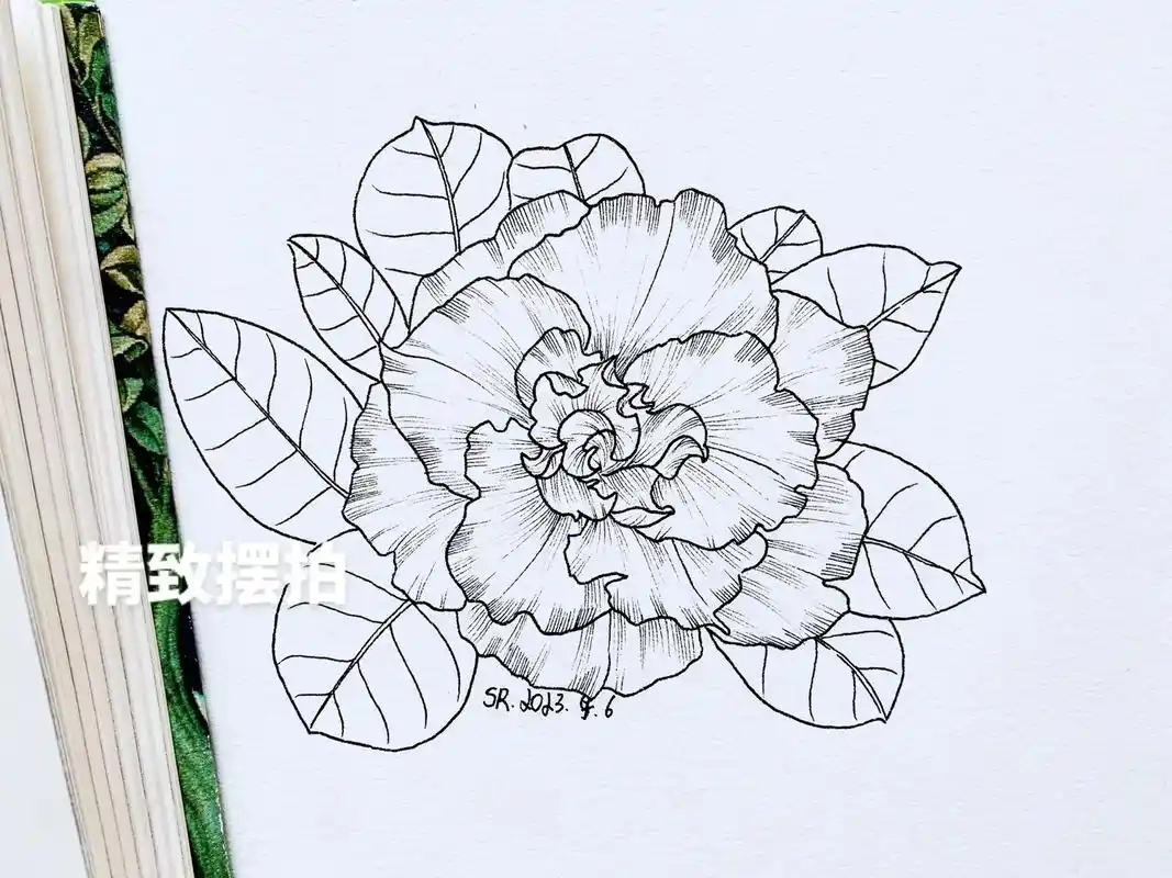 "盛不盛开,花都是花"#沙漠玫瑰 #我不要春天的原创植物线描 - 抖音