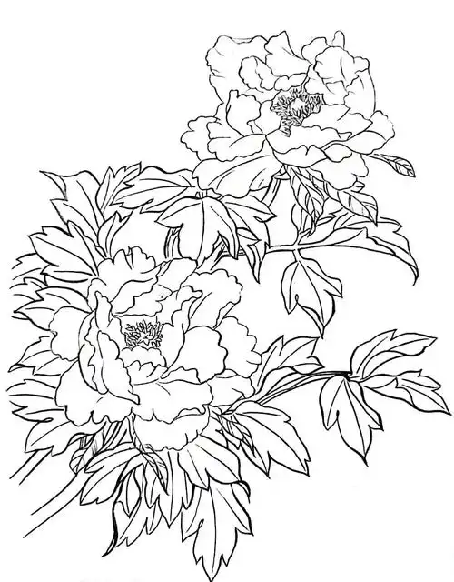 工笔白描牡丹
