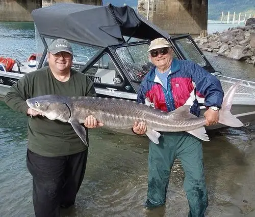 sturgeon hunter