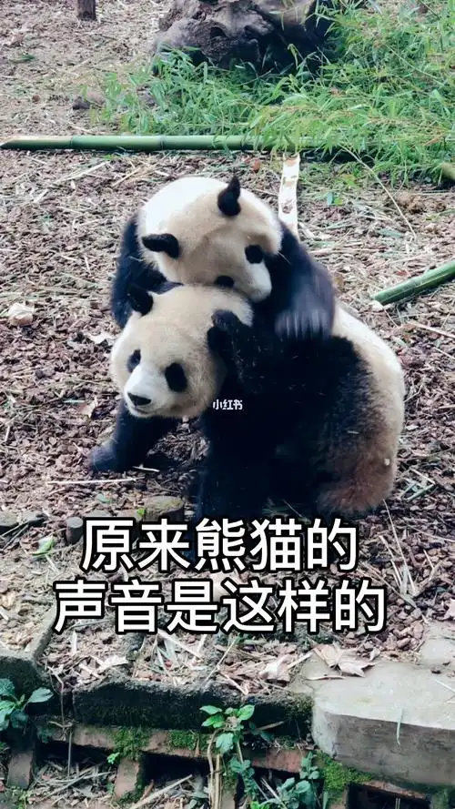 原来熊猫的声音是这样的