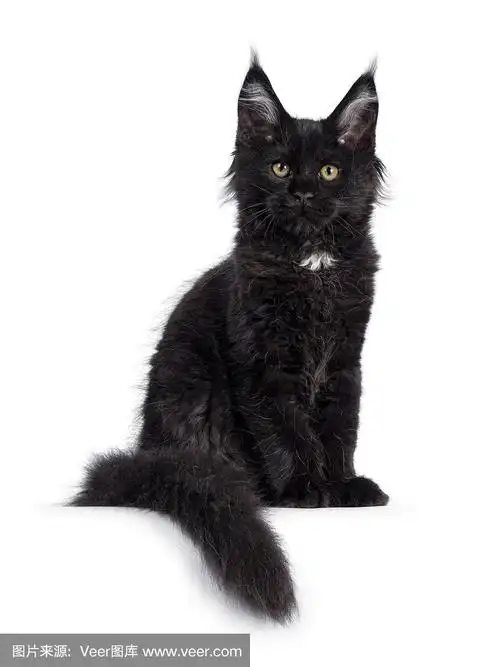 纯黑色缅因猫在白色