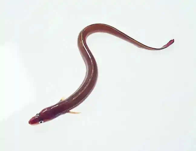 鲜鱼图片海鲜鱼海鱼鲜鱼食用鱼淡水鱼