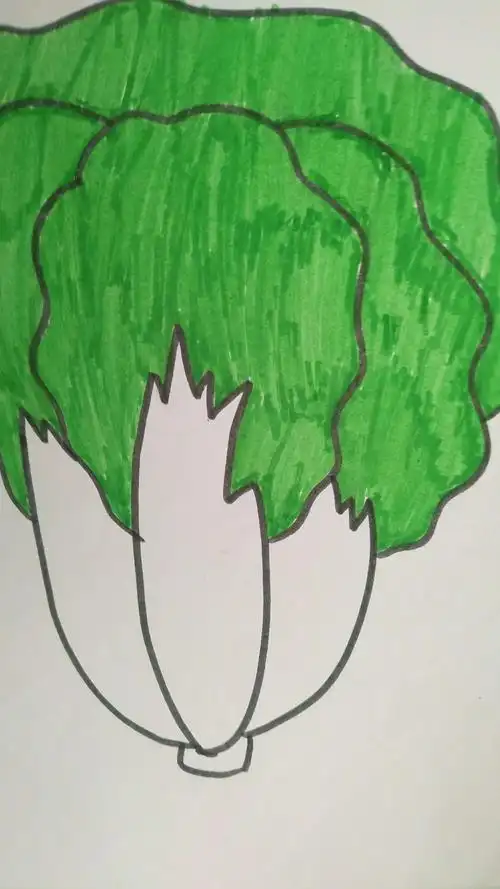 学习英语:白菜:cabbage