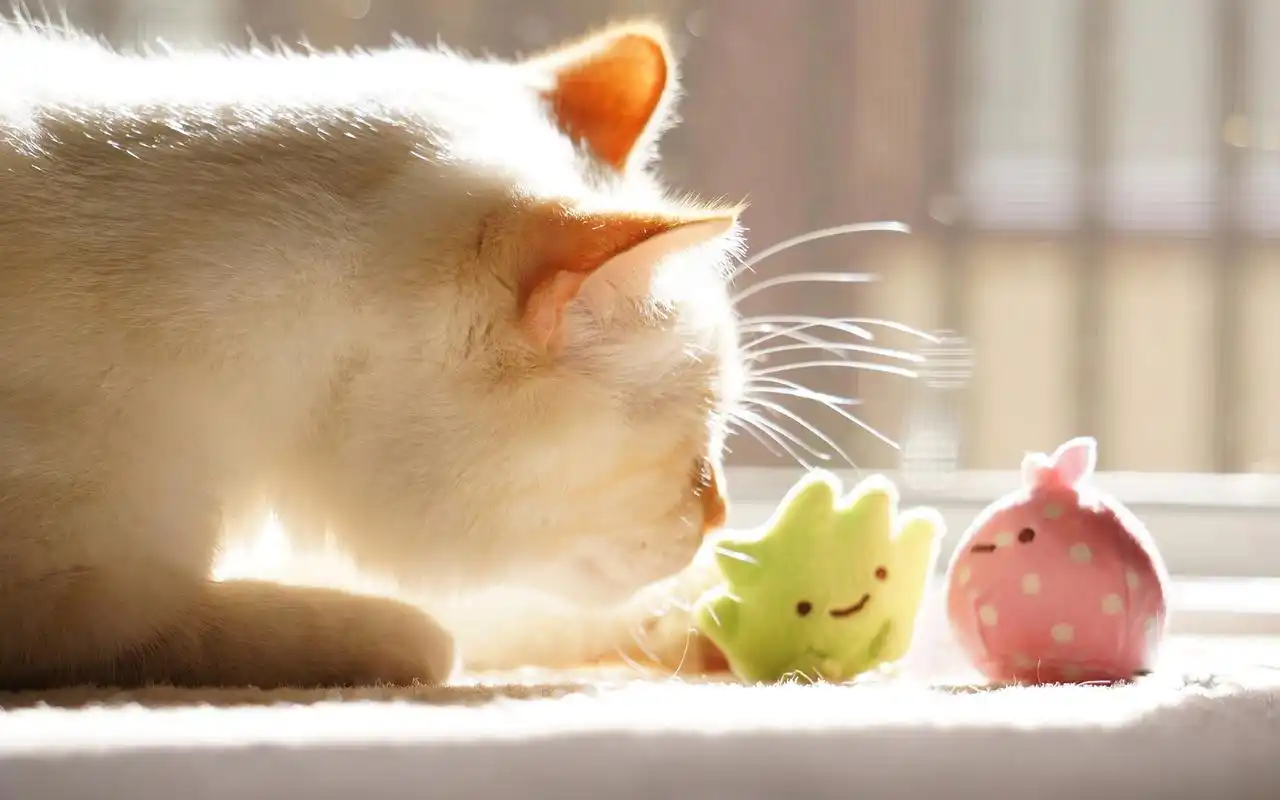 午后阳光温暖定格壁纸