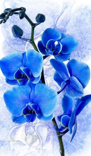蝴蝶兰(蓝)-堆糖,美好生活研究所