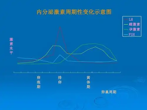 内分泌激素周期性变化示意图 lh 雌激素 孕激素 fsh 激 素 水 平 卵