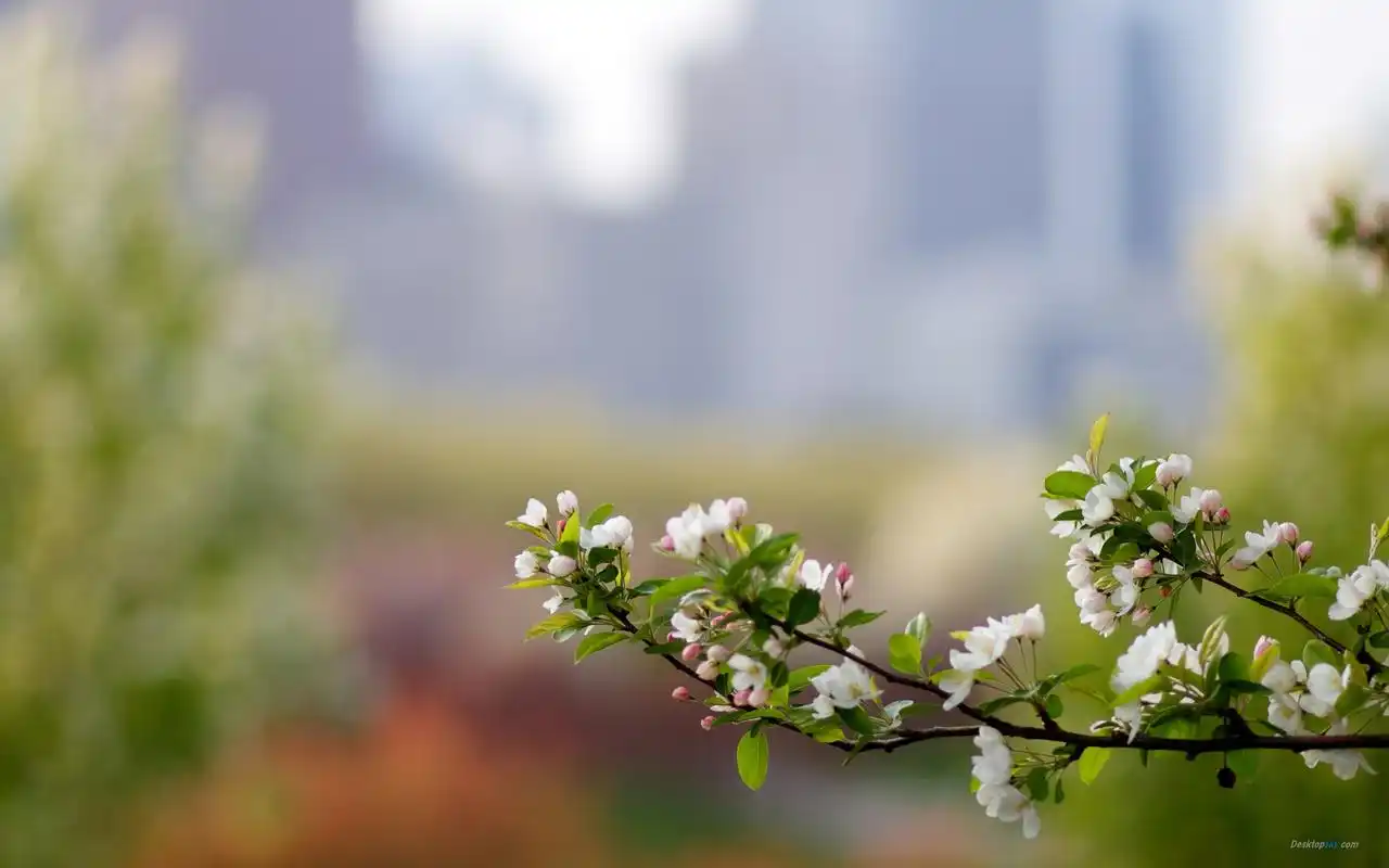唯美小清新素雅纯白苹果花高清特写桌面壁纸第一辑