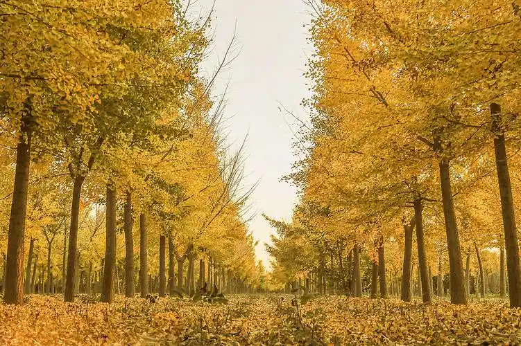 追秋银杏林 满地尽黄金