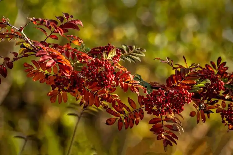 其它 多彩五道沟,美丽花楸树———2019坝上行影记