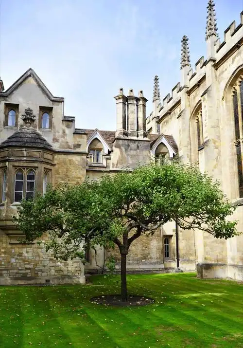 重植的牛顿苹果树