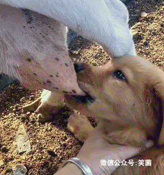 搞笑gif动图:二哈越狱,主人直接掏出了菜刀,它的反应还算聪明_【快