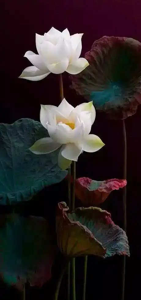 佛说:心如莲花,人生才会一路芬芳