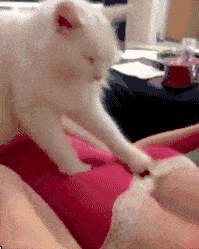 199_249gif 动态图 动图