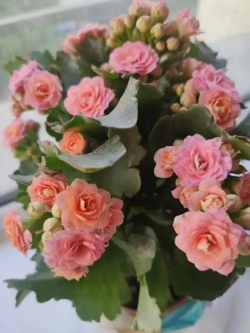 长寿花品种鉴别